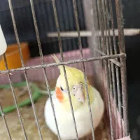 عروس هلندی ماده دستی