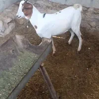 کهرنر سومال اصل