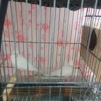 عروس هلندی البینو