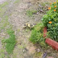 جوجه غاز|حیوانات مزرعه|رشت, حومه رشت|دیوار