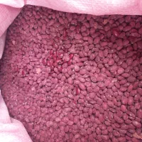 لوبیا قرمز بذر