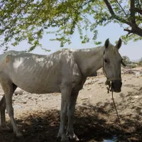 سلام دوستان مادیون سفید با ۱۰ماه آبستنی از روسی