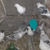 کفتر افغانی ماده امری مگسی کله سفید و افشون|پرنده|پاکدشت, پاکدشت (مامازند)|دیوار