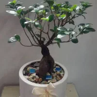 گل بنسای