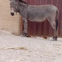 خر درشت گله ای حامله دوماهه دیگه زایمان