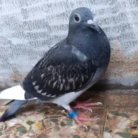 سه عدد کبوتر کشتی