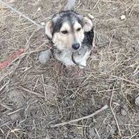 سگ پا کوتاه