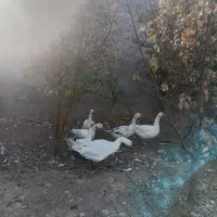 غاز|پرنده|سیرجان, |دیوار