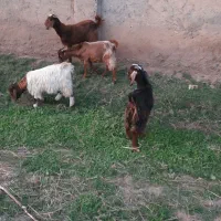 3 تا بزغاله نر و یک ماده