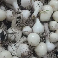 موسیر تازه کوهی