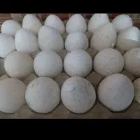 تخم بوقلمون نطفه دار