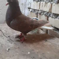 دم سفیدماده باکاغذی زردنر