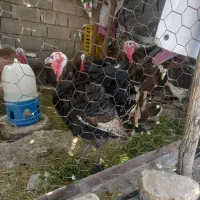 فروش کهره سانن