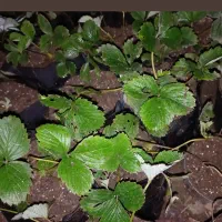 بوته توت فرنگی|گل و گیاه طبیعی|چمستان, |دیوار