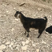 بز چپر
