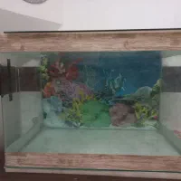 آکواریوم با لوازم