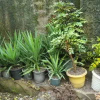 فروش گل بعلت جمع آوری گلخانه