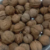 کاغذی امسال تازه