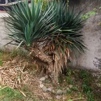 گیاه های زینتی مناسب باغچه و فضای سبز|گل و گیاه طبیعی|کیاشهر, |دیوار