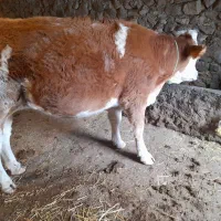 گوساله ماده سیمنتال قرمز