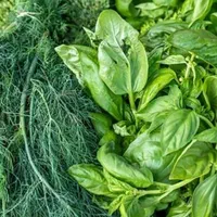 سبزی قورمه معطر وخوشمزه|خوردنی و آشامیدنی|کرج, پیشاهنگی|دیوار