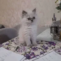 گربه پرشین اصل بانمک
