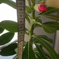 آدنیوم گل داده|گل و گیاه طبیعی|تهران, توحید|دیوار