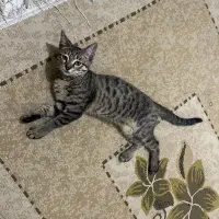واگذاری چهار عدد گربه