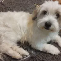 پانسیون خانگی حیوانات با مراقبت ویژه|خدمات پیشه و مهارت|تهران, خاک سفید|دیوار