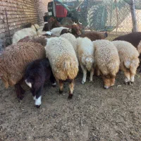 بره نر و ماده