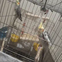 2 عدد عروس هلندی