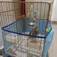 عروس هلندی با قفس