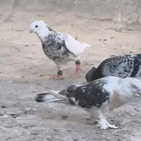 نروماده طوقی