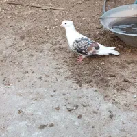 کبوتر لون