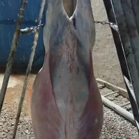 بره بزغاله میش گوسفند بز نذری عقیقه|حیوانات مزرعه|خمینیشهر, |دیوار