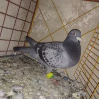 سبز المانی پلاکی (نژادوانروی)