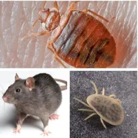 سمپاشی (۴فصـل)سم پاشی (پردیسان وباجـک)شهرک فاطمیه|خدمات نظافت|قم, زاویه|دیوار