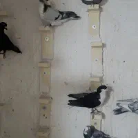 10تا نر سوراخ ضمانتی