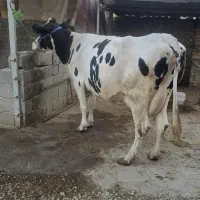 فروش گاو آبستن سنگین فقط یک هفته مانده به زایمان