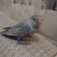 طوطی بریزیلی