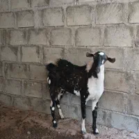 نری پچی|حیوانات مزرعه|درگهان, |دیوار