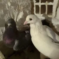 یک جفت کبوتر پلاکی به فروش می رسد