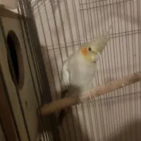 عروس هلندی مولد و مرغ عشق|پرنده|تهران, افسریه جنوبی|دیوار