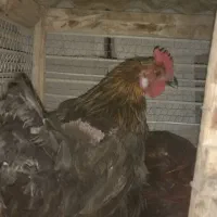 تیرچه مهندسی ۶متری مرغ|حراج|سراب, |دیوار