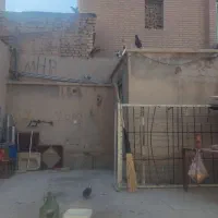 فروش ۱۱ کبوتر مجموعه کامل|پرنده|کرمان, |دیوار