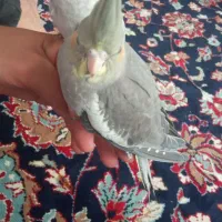 عروس هلندی آلبینو|پرنده|فرح دشت, |دیوار