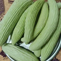 خیار چنبر