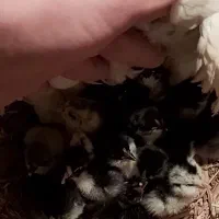 جوجه گلین|حیوانات مزرعه|یزد, |دیوار