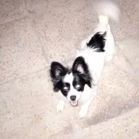 سگ نژادچی واوا