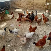 فروش مرغ تخمگذار و خروس جوان